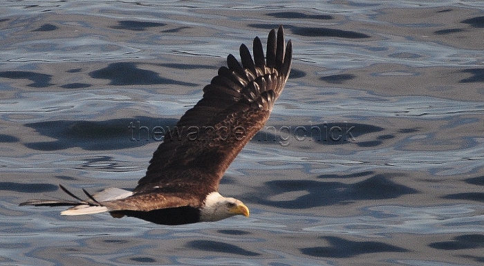 eagle